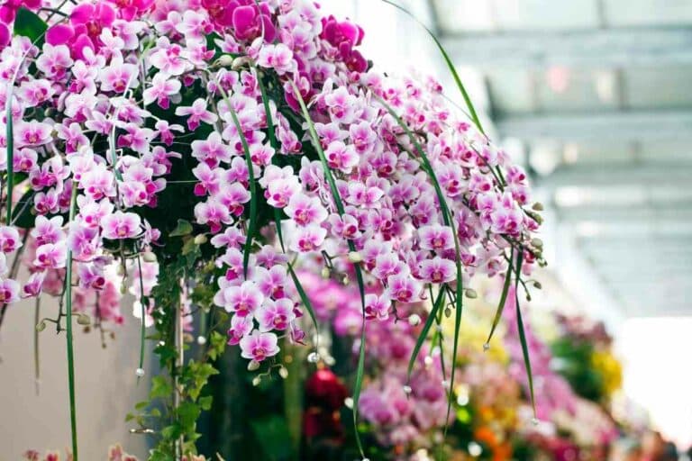 Do Orchids Grow Back? (How to Get Them to Flower Again) Gardenia Organic