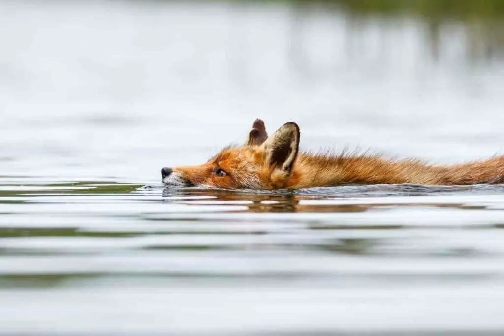 Protecting pond fish from foxes