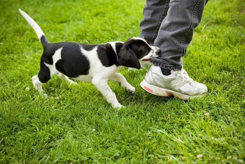 Puppy enclosures