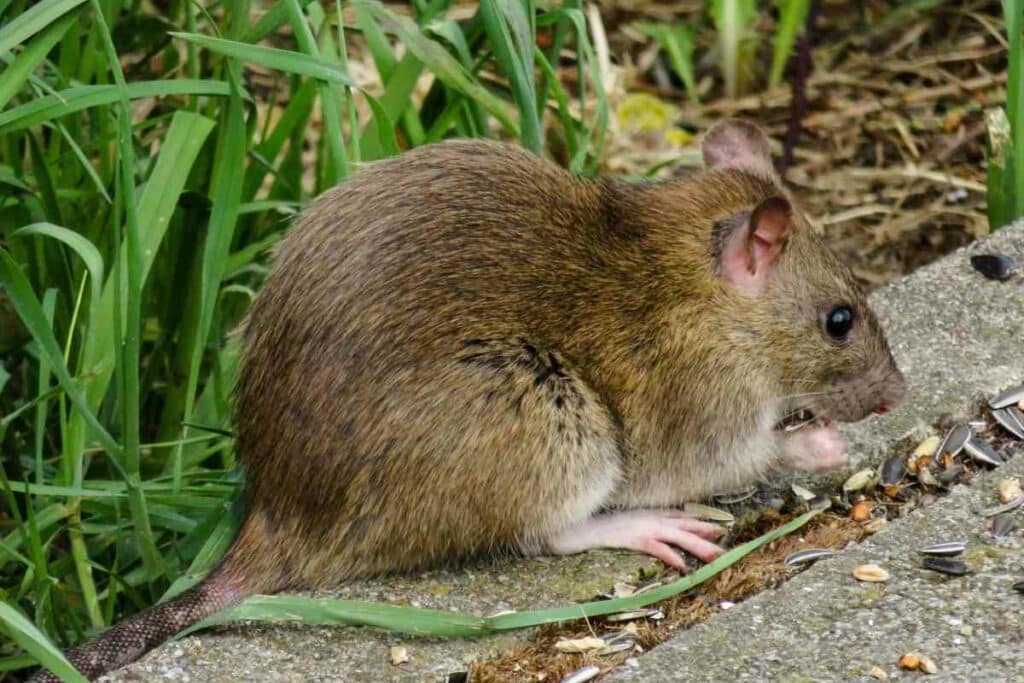 backyard pond and rats