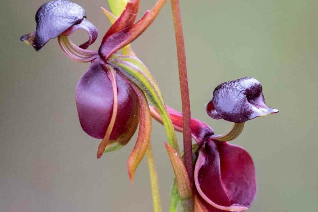 Flying duck Orchid Caleana Major