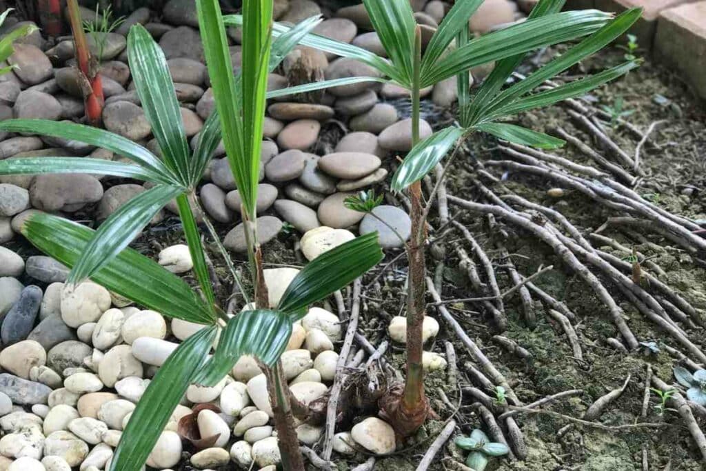 Slender Lady palm explained