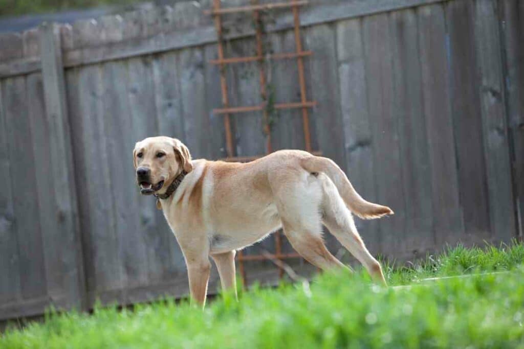 Tall fence for big dogs tips