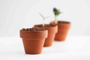 Terracotta seed sprouter kits buyers guide