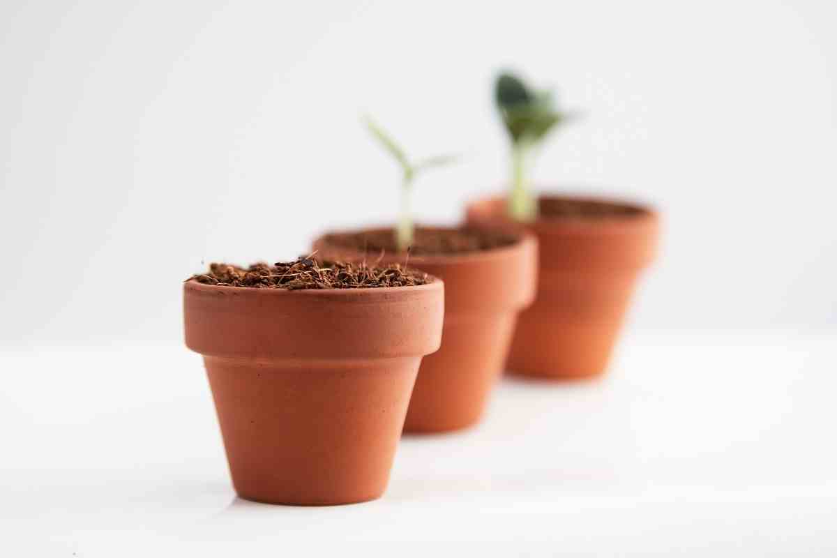 5 Amazing Terracotta Seed Sprouter Kits