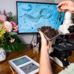 A man testing soil samples with tiny white worms in his home lab.