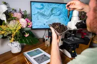 A man testing soil samples with tiny white worms in his home lab.