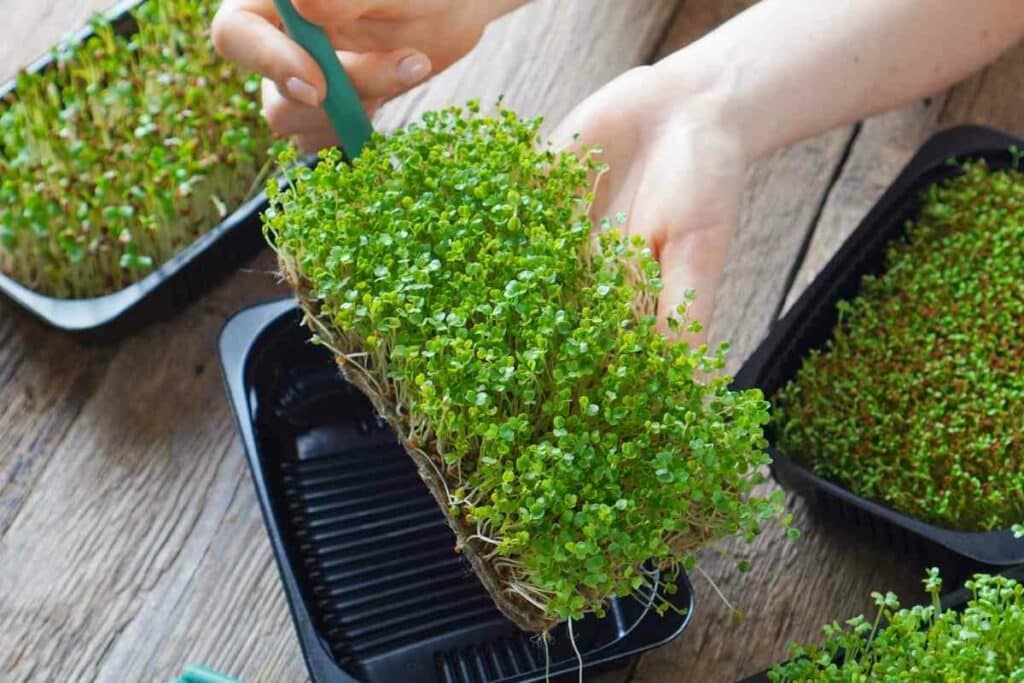 Trays growing microgreens at home