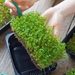 Trays growing microgreens at home