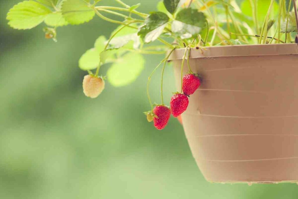 Types of hanging baskets strawberries fruit