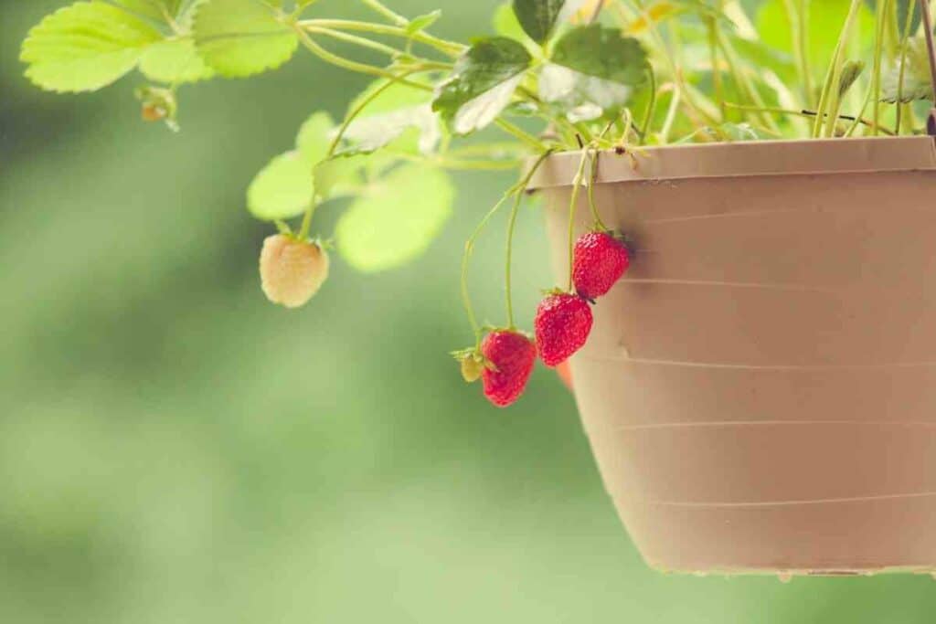 Types of hanging baskets strawberries fruit