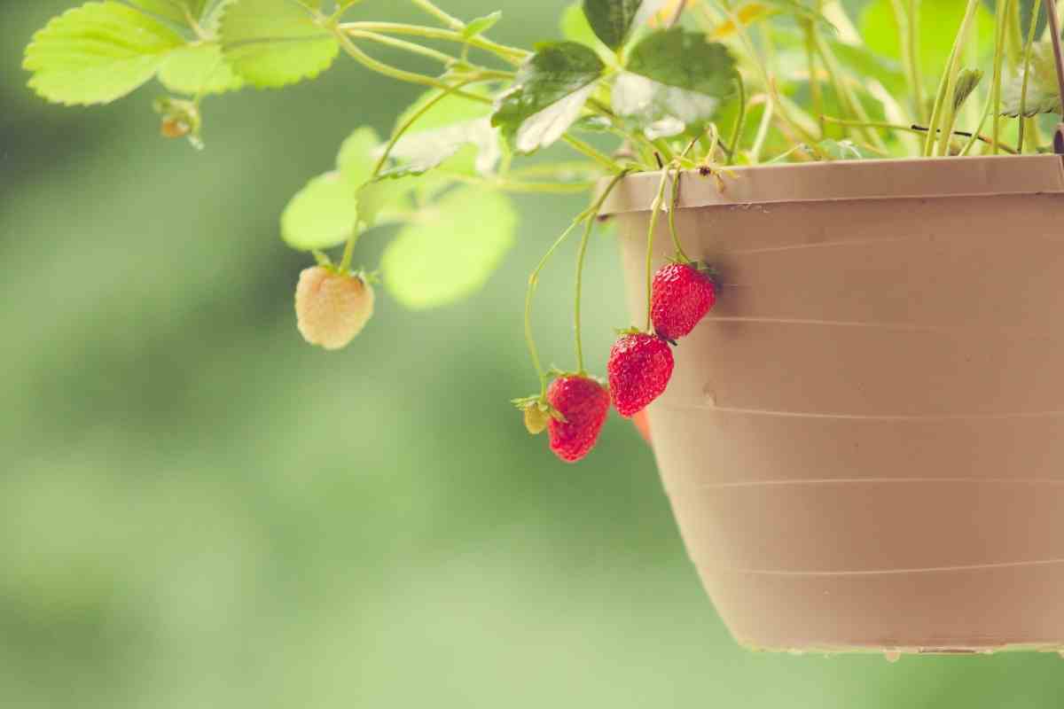 Hanging Baskets For Strawberries (DIY Or Buy) Gardenia Organic