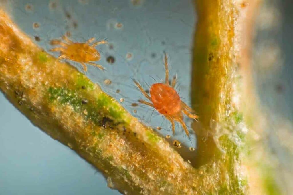 Spider mites explained