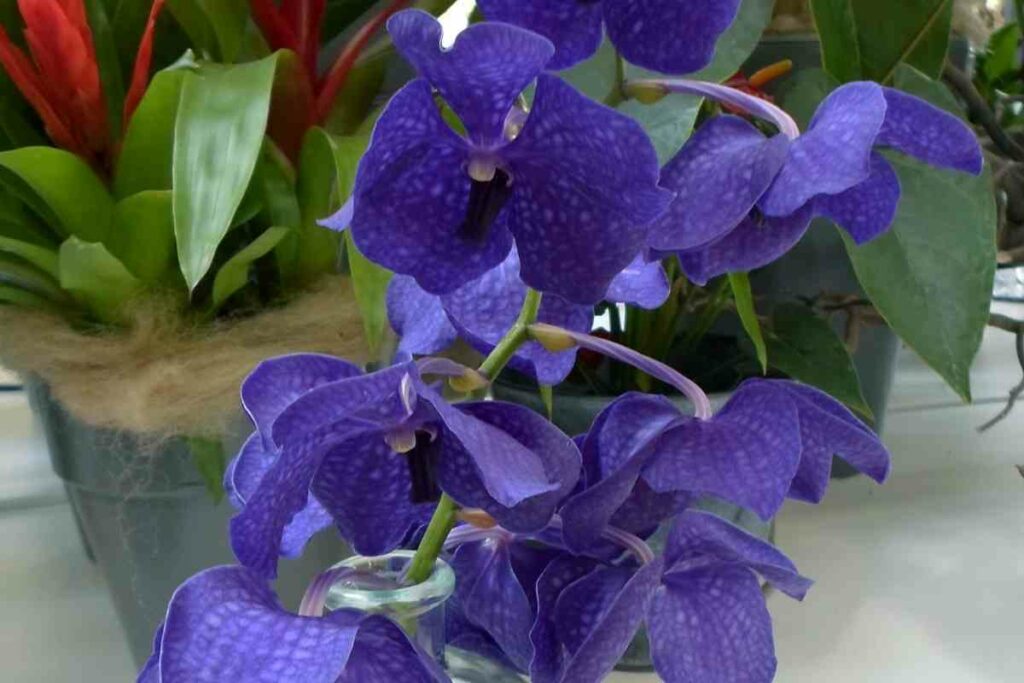 What makes Orchid flowers blue