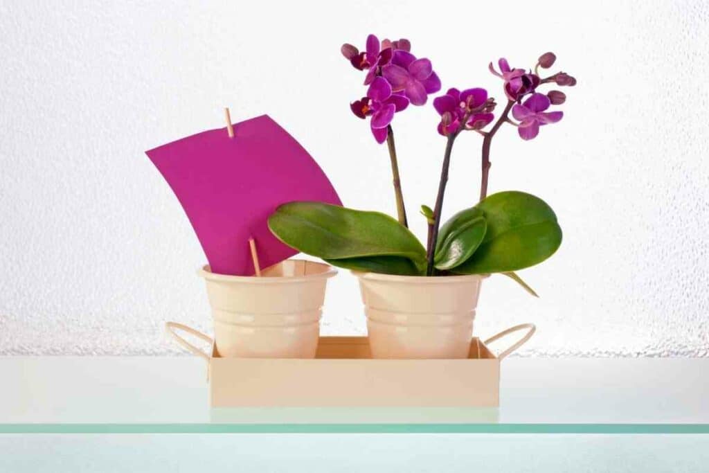  Orchids symbolize explained