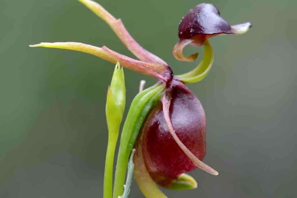 Magnificent flying duck orchid