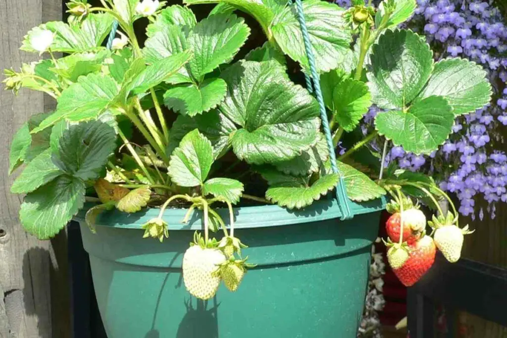 Strawberry plants for hanging baskets