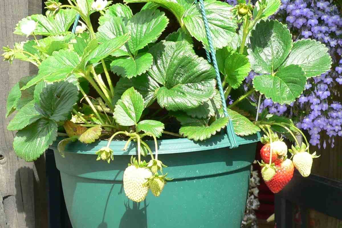 Hanging Baskets For Strawberries (DIY Or Buy) - Gardenia Organic