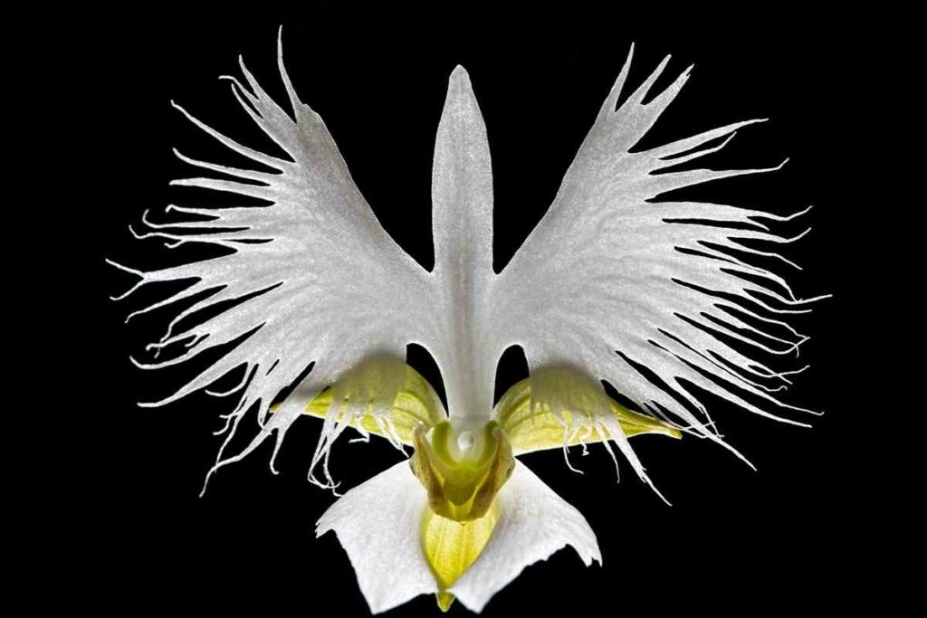 White Egret Orchid types of orchids