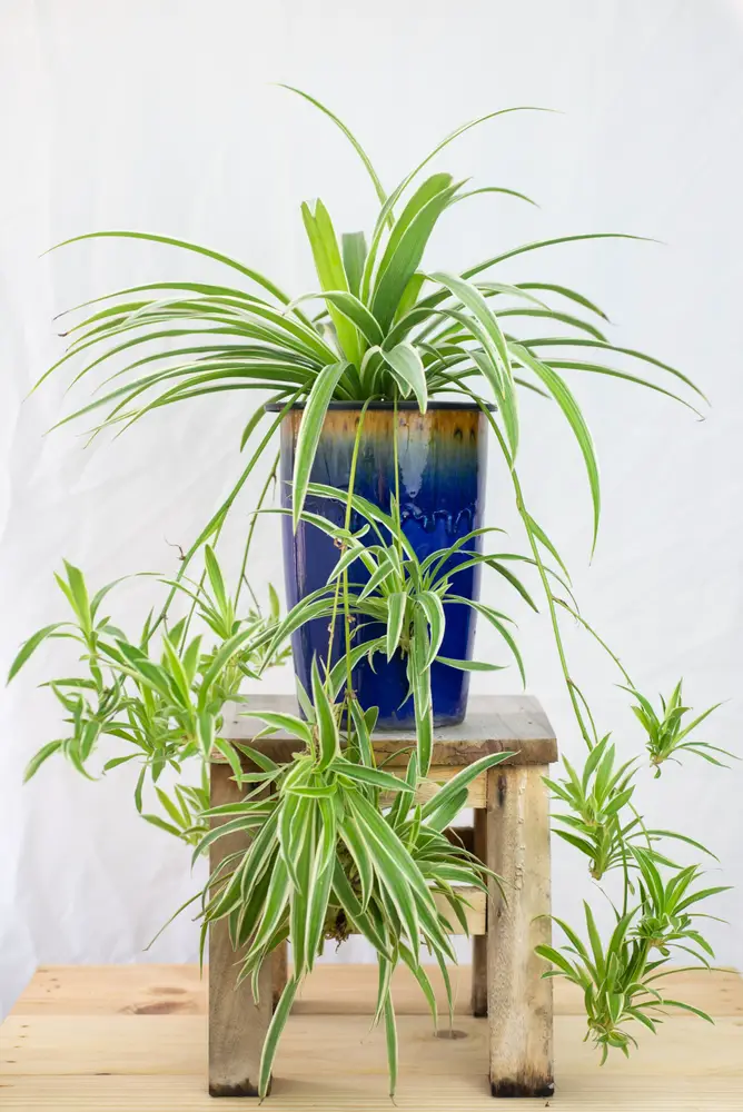 Spider Plant (Chlorophytum comosum)