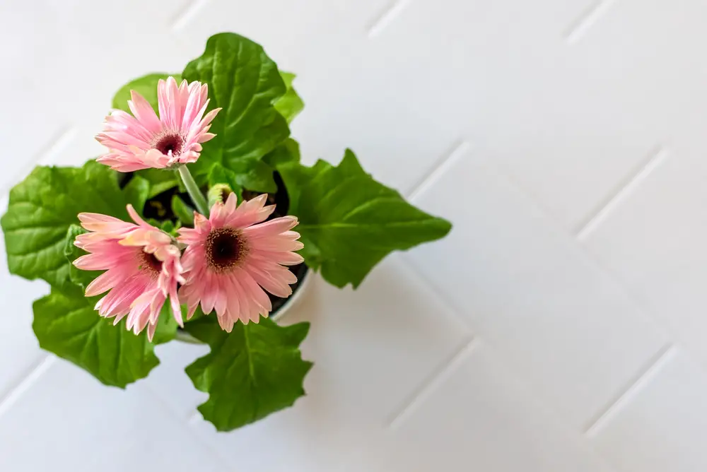 Gerbera Daisy (Gerbera jamesonii)