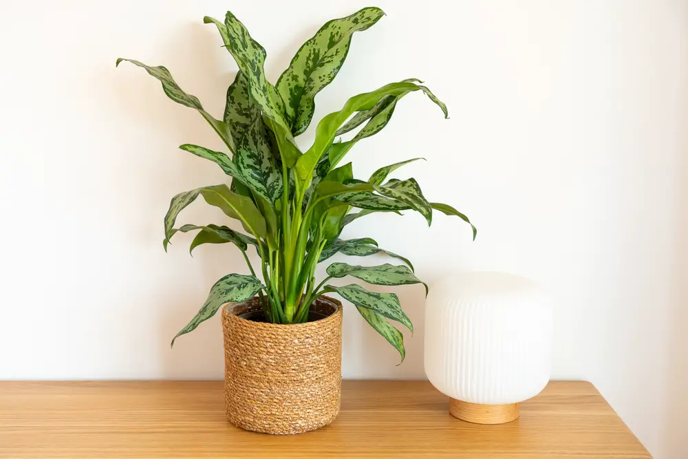 Chinese Evergreen (Aglaonema)