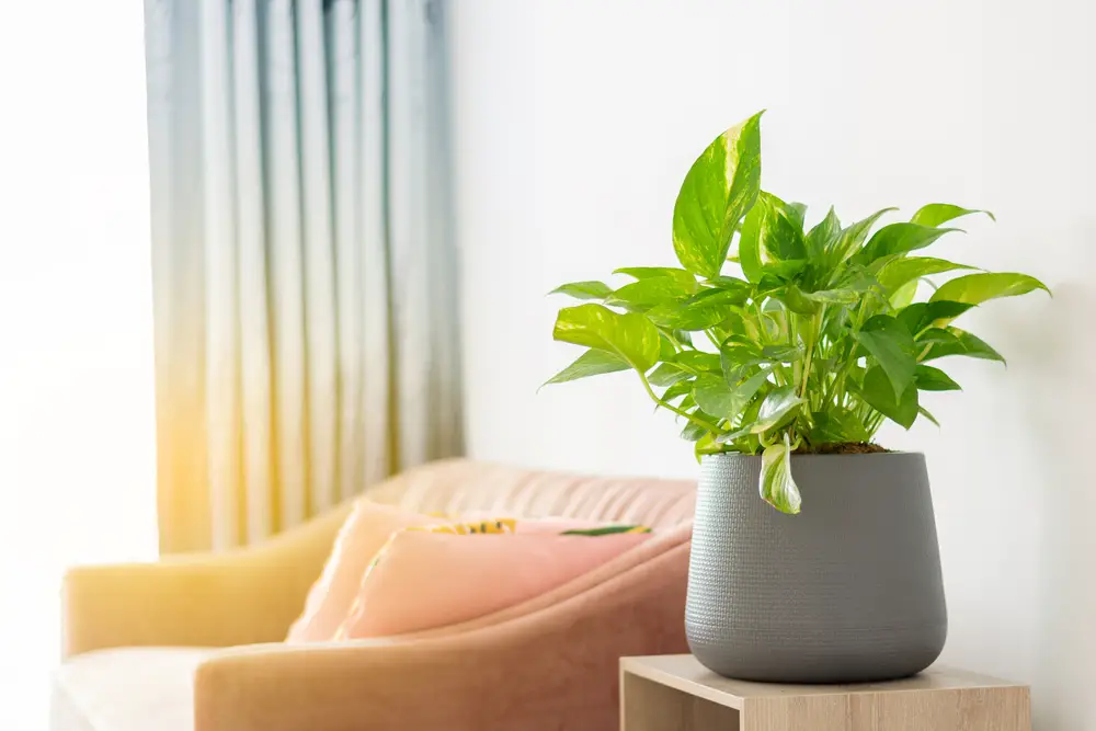 Golden Pothos (Epipremnum aureum)