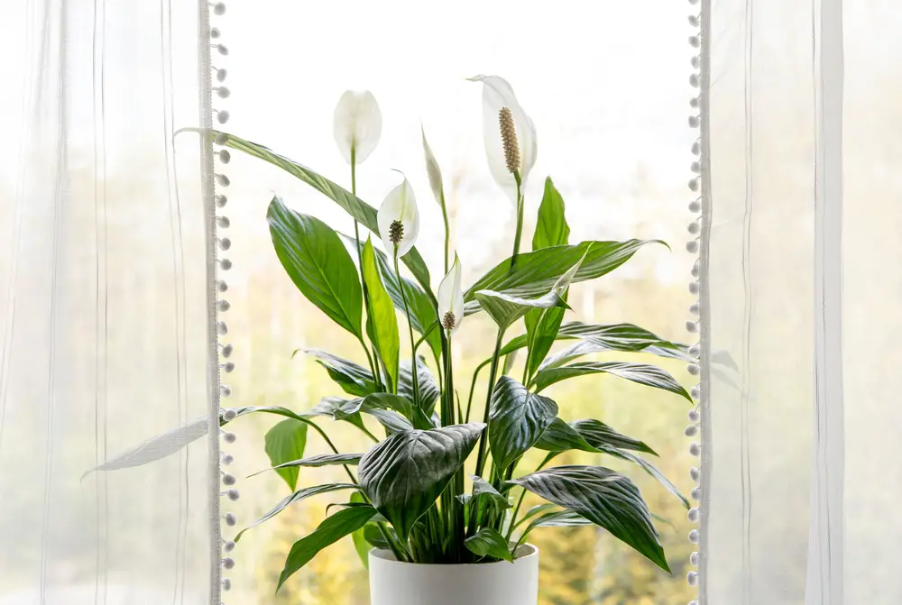 Peace Lily (Spathiphyllum)