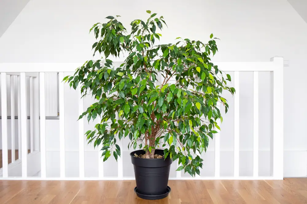 Weeping Fig (Ficus benjamina)