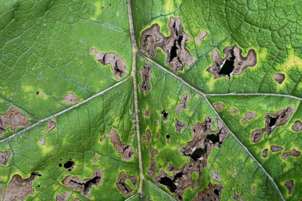 Angular leaf spot strawberry