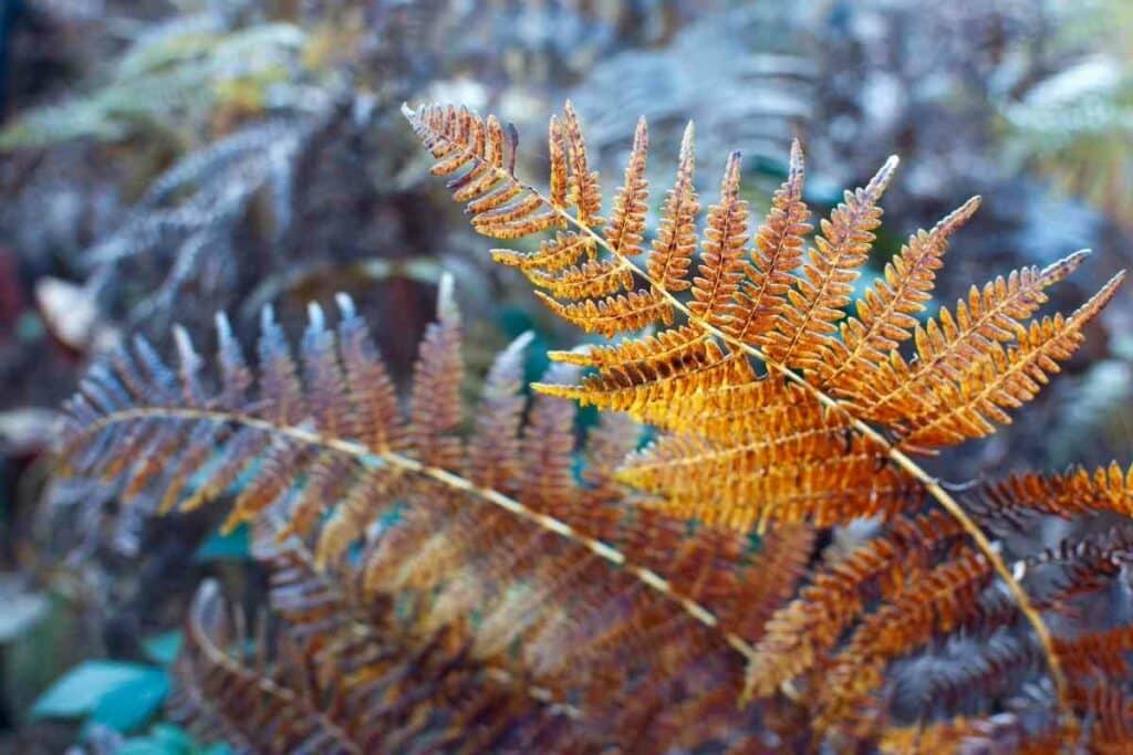 Autumn fern hardy fern variety