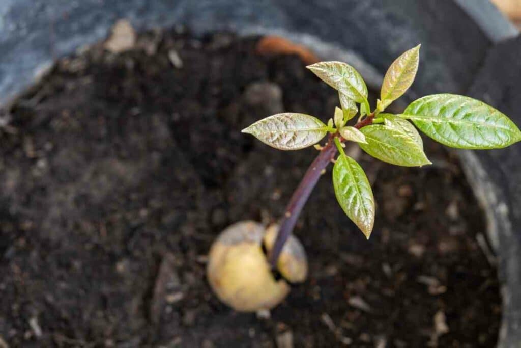 Potted avocado tree