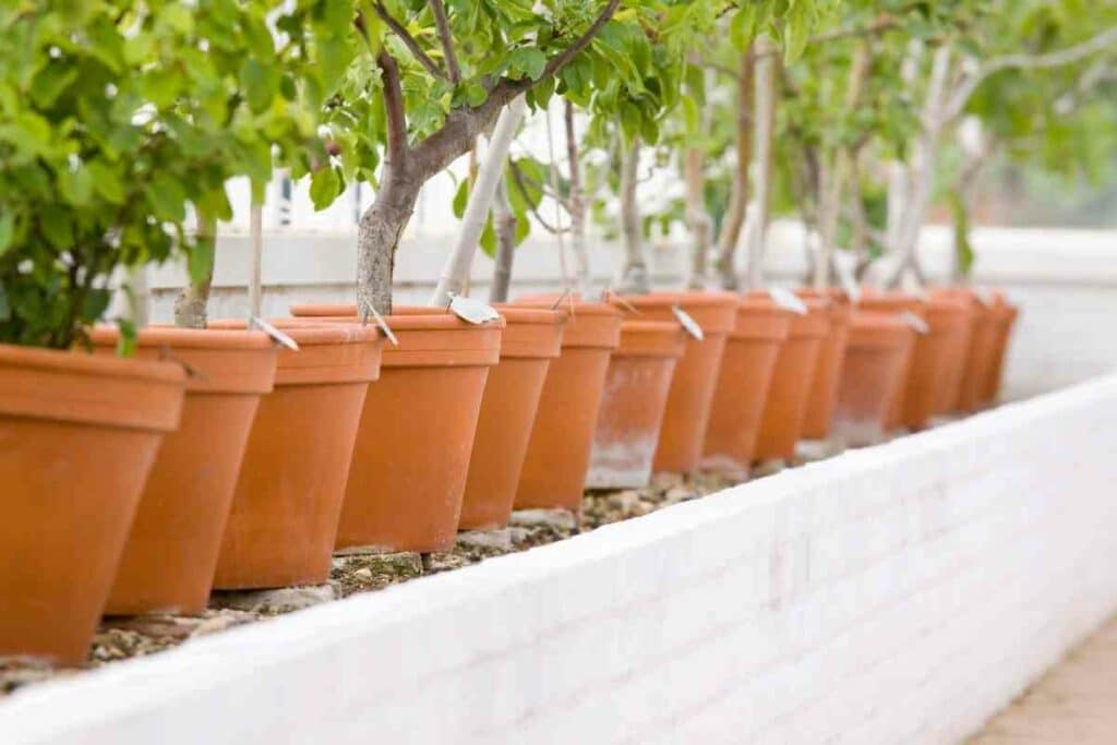 Small Avocado trees tips