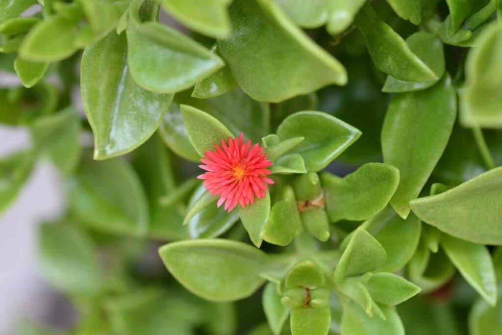 Baby Sun Rose succulent with red flowers