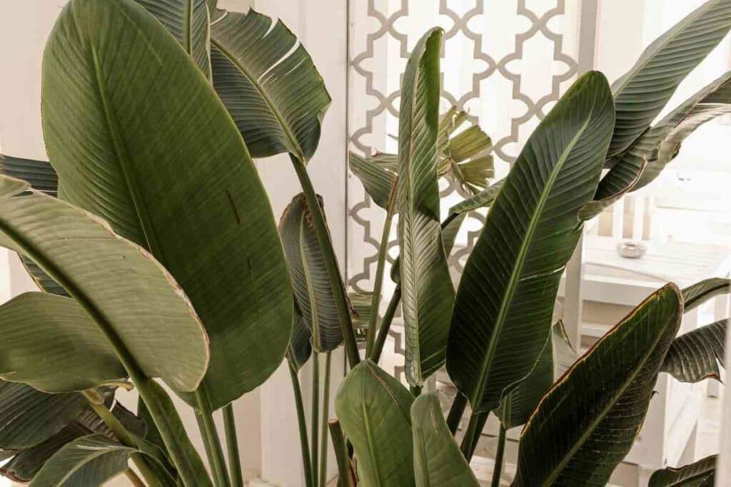 Banana plant leaves indoor