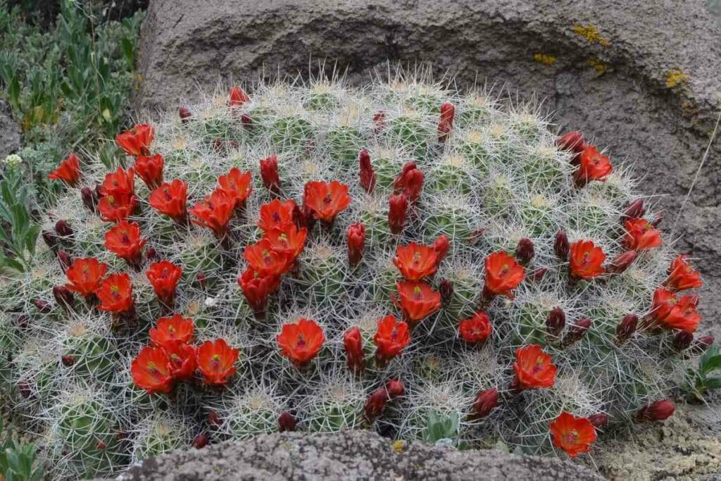 Barrel cactus with red flowers