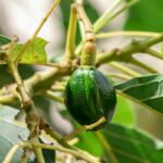 Best fertilizers for avocado trees listed