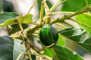Best fertilizers for avocado trees listed