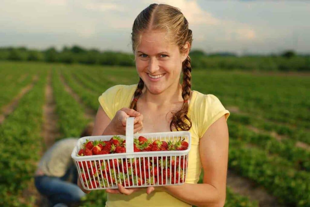 type of strawberry plant