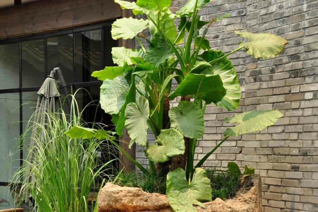 Big Elephant ear plant and dripping water