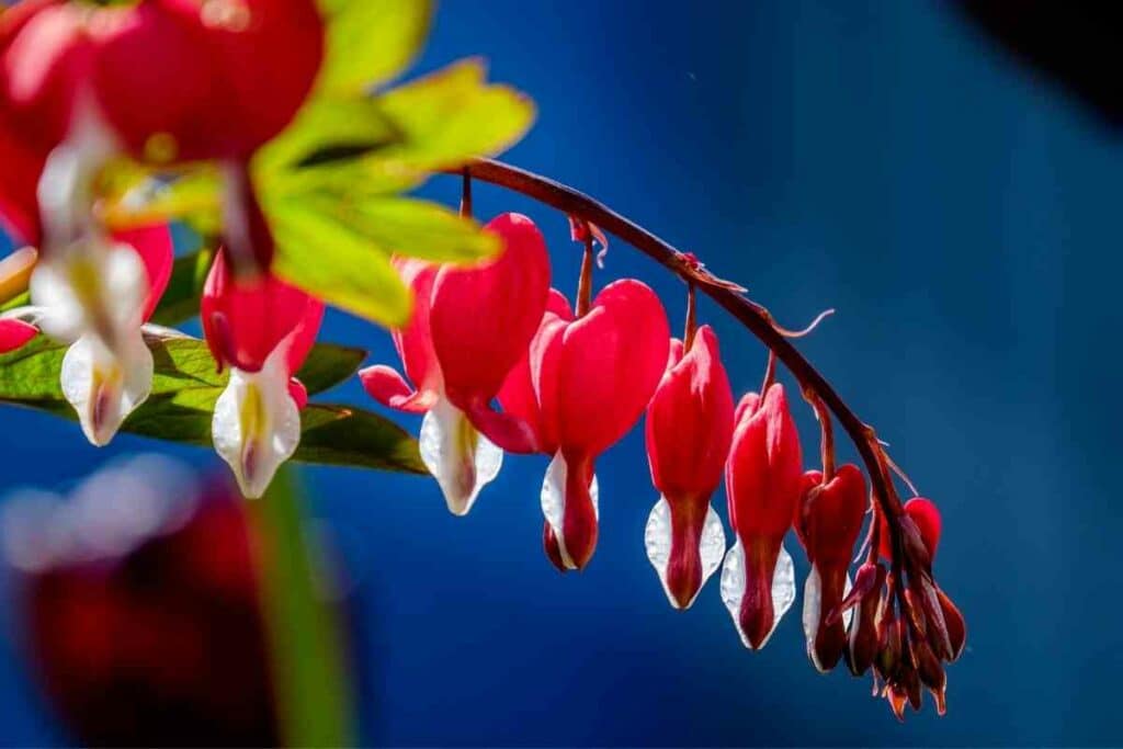 Bleeding heart flowering