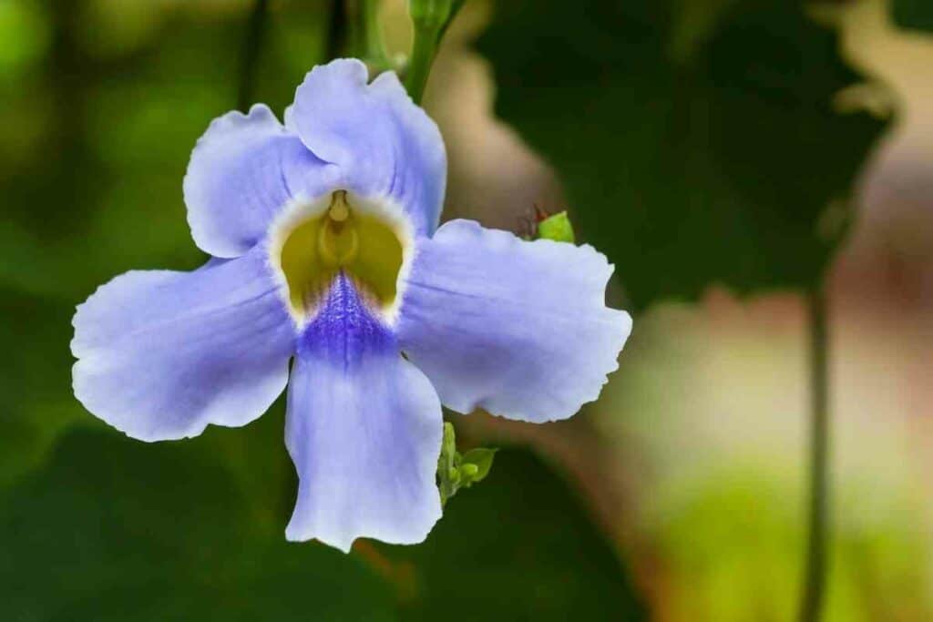 Blue Trumpet vine blue