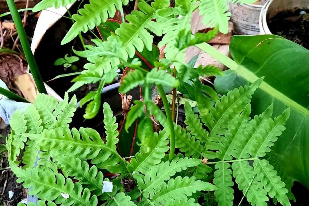 Broad Beech fern hardy fern variety