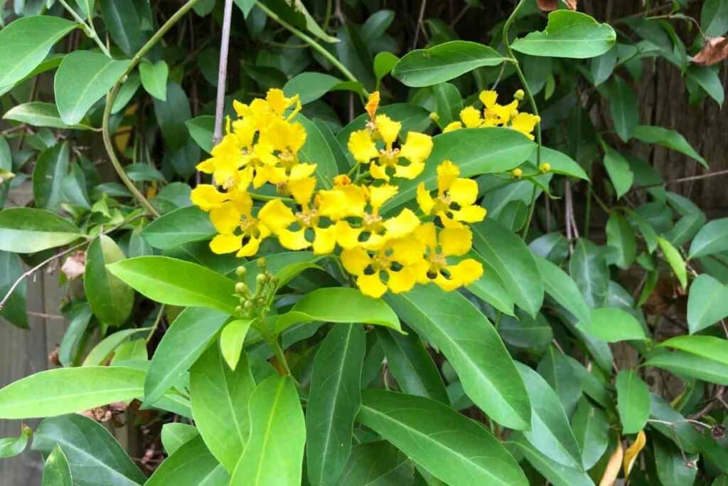 Butterfly vine yellow