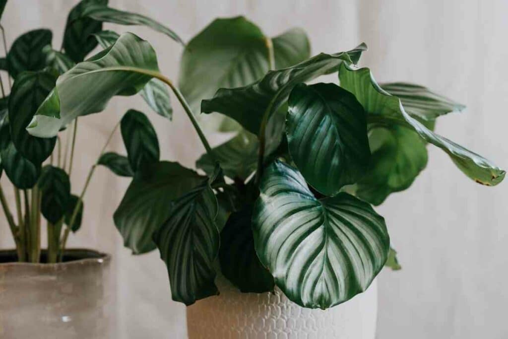 Calathea Orbifolia plant with big leaves