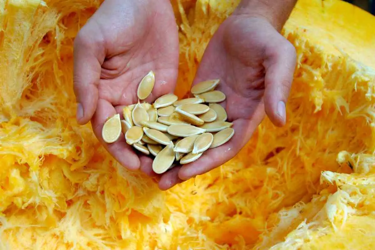 Can You Plant Pumpkin Seeds from a Store-Bought Pumpkin