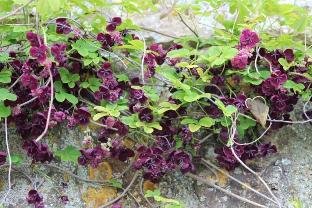 Chocolate vine purple