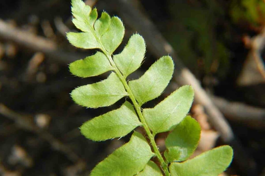 Christmas hardy fern variety