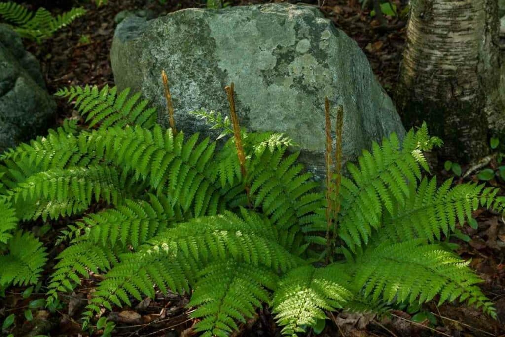 Cinnamon hardy fern variety