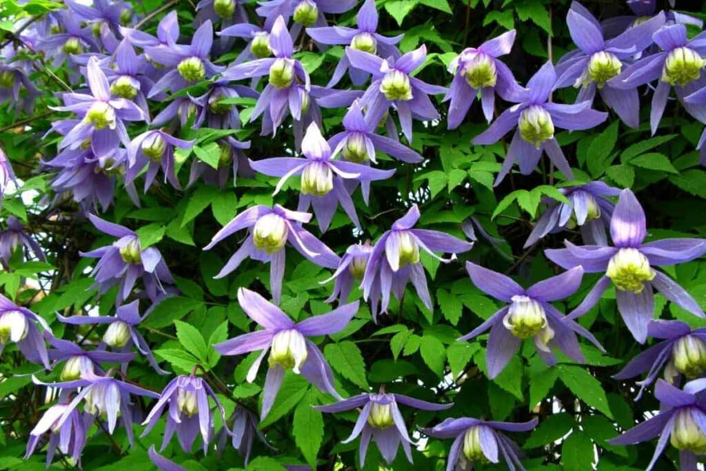 Clematis Alpina flowers